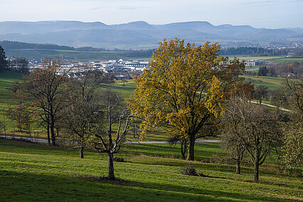 Wiesenstück mit Donzdorf im Hintergrund